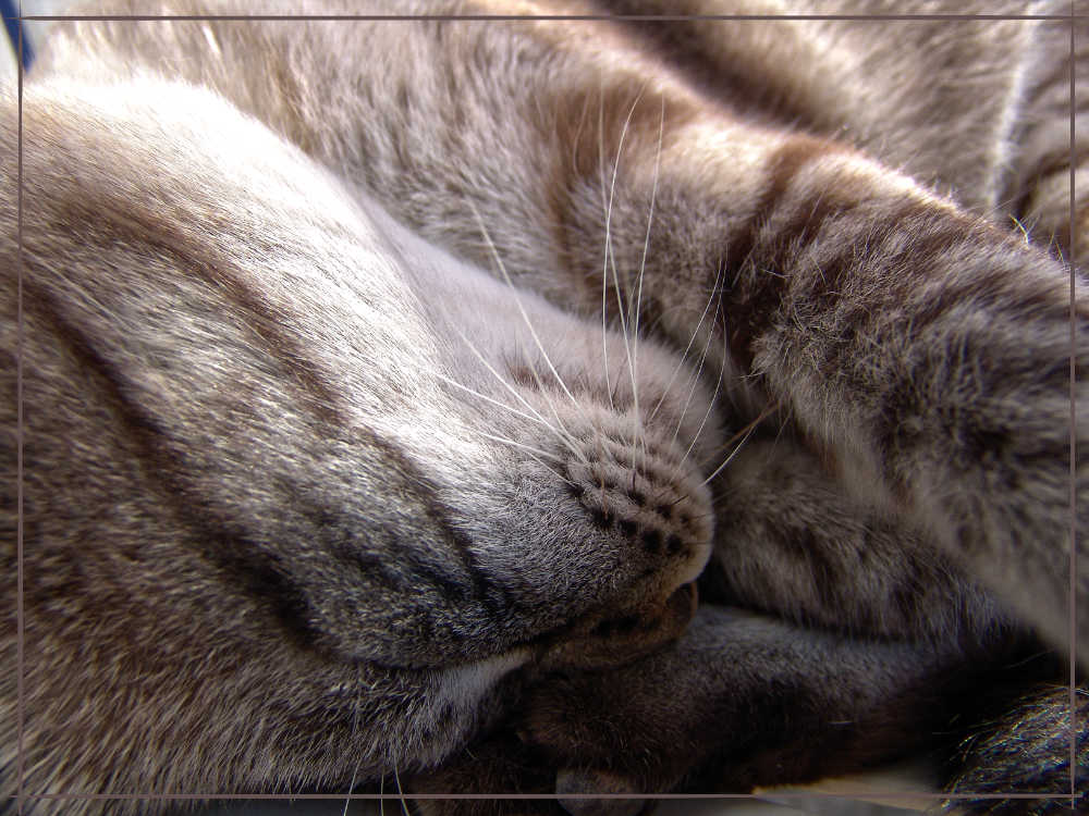 schlafende Katze auf der Insel Paros