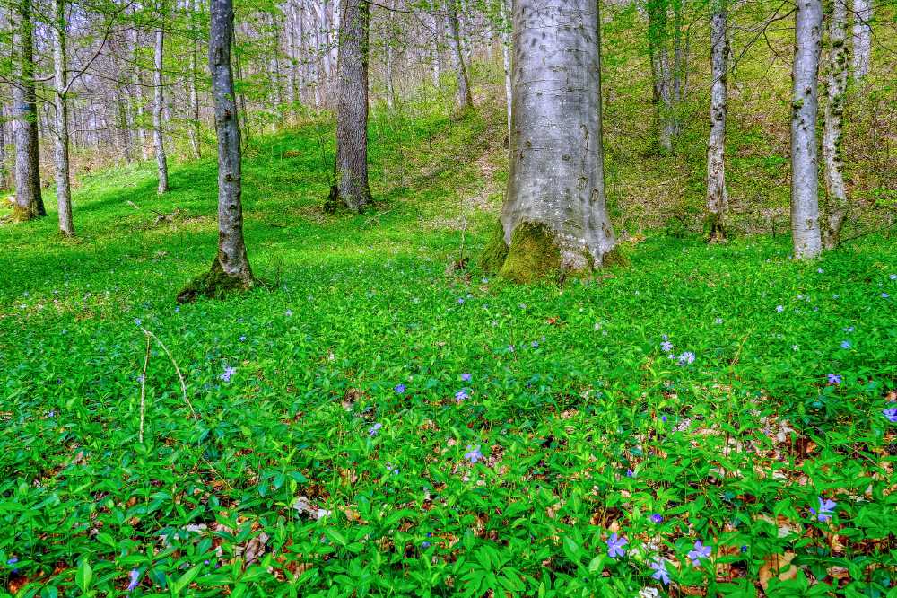 Rinsberg Wald DSCF1572