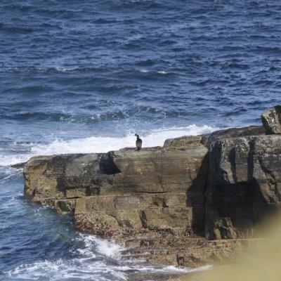Bird watches the sea on Orkney